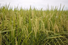 Output at Malaysia’s rice bowl ensured despite hot, dry conditions