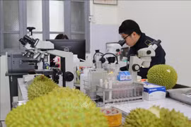 Lang Son strictly quarantines cross-border farm produce 