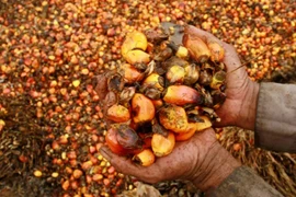 Indonesia’s palm oil exports account for 54% of the world’s