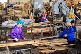 Stable material areas needed for sustainable wood industry: insiders