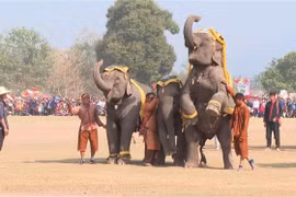 Lao Elephant Festival 2024 hoped to attract visitors to Xayaboury