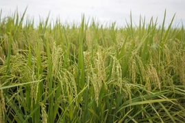 Output at Malaysia’s rice bowl ensured despite hot, dry conditions