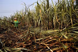 Thailand’s sugar cane output falls sharply due to drought