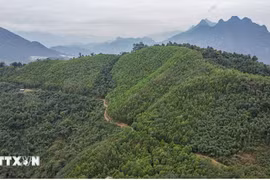 Revenue from carbon credits distributed to localities: official