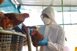 H5N1 bird flu outbreak detected in Laos