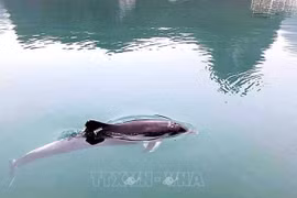 Dolphins spotted multiple times off Quang Ninh's coast