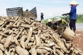 Vietnam eyes 2 billion USD in cassava exports by 2030