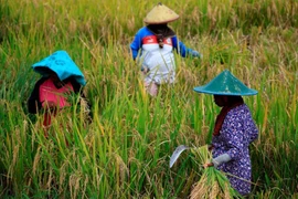 Indonesia: dry season to be less severe this year 