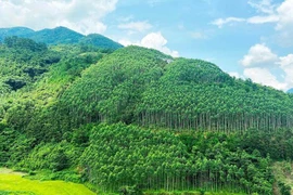​Vietnam capable of earning 200 million USD per year from carbon credit trade