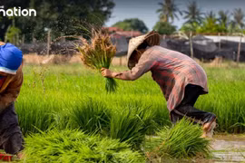 Thailand pins hope on higher rice exports to Italy