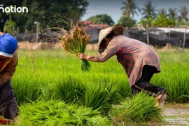 Thailand pins hope on higher rice exports to Italy