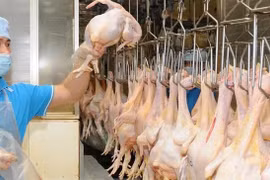 Vietnam to export chicken meat to Islamic countries