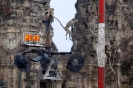 Thailand seeks ways to control wild monkeys in Lop Buri