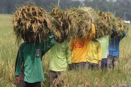 Indonesia speeds up purchasing rice from local farmers