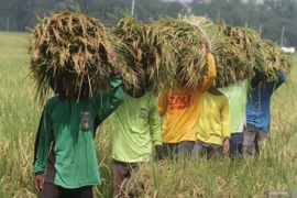 Indonesia speeds up purchasing rice from local farmers