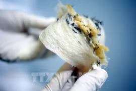 Seven businesses licensed to export bird's nests to China