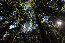 Bidoup-Nui Ba National Park recognised as tourism site