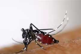 Laos faces increasing risk of dengue fever spread