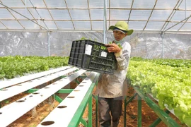 Japanese firm to develop organic vegetable project in Ha Nam