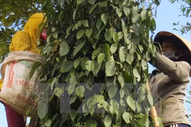 Pepper exports record burgeoning growth