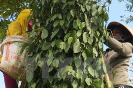 Pepper exports record burgeoning growth