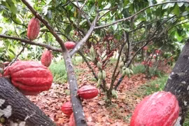  Cocoa farmers say things could be better
