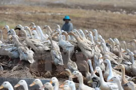  Soc Trang requested to enhance precautions against A/H5N1 