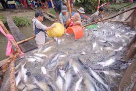 Mekong Delta to boost tra fish production, consumption