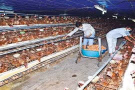  Vietnam, foreign institute partner in livestock research