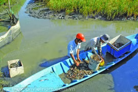 Ca Mau to expand VietGAP mixed rice-prawn farming areas 
