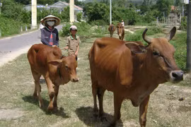 Phu Yen strives to reduce poverty sustainably
