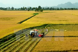 An Giang spends big on restructuring agricultural sector 