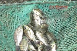 Vietnam’s tilapia holds promising potential for export