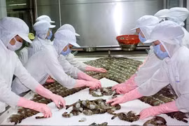 Shrimp farmers should increase product quality: experts