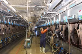 Central province to house major dairy farm network