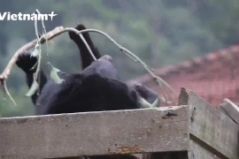 Discover the "safe home" of Vietnamese bears