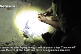 "Midwives' for sea turtles: The pride of Con Dao's rangers