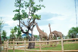 River safari in South Hoi An: A semi-wildlife sanctuary