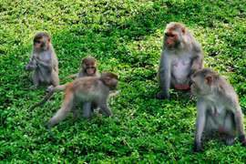 Monkey Island - An interesting destination in the city of Nha Trang