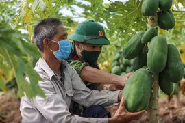 Vietnamese soldiers support farmers in harvesting agricultural products