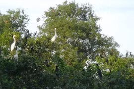 Ecotourism a means to sustain Ca Mau’s bird parks