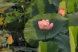 Enjoying lotus scented tea on summer days