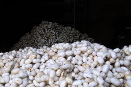 Co Chat villagers work to keep silk craft alive 