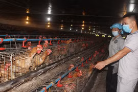 Bac Giang works to raise values of livestock products
