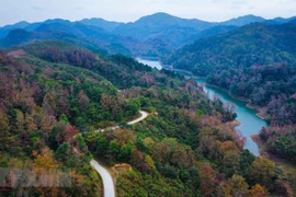 Project set to grow at least 1 billion trees in Vietnam over five years