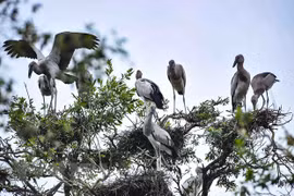 Exploring nine Ramsar sites of Vietnam