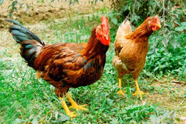 Bac Giang moves to improve Yen The hill chicken trademark
