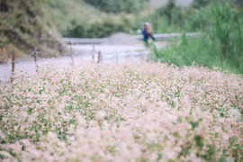 Magnificent Ha Giang in buckwheat flower season