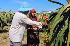 Dong Nai: ethnic people benefit from investment attraction