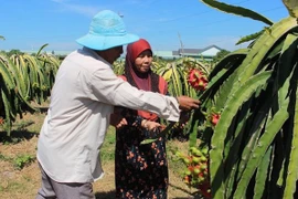 Dong Nai: ethnic people benefit from investment attraction